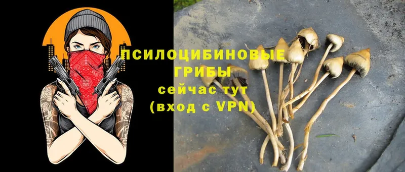 Псилоцибиновые грибы Psilocybine cubensis  мориарти формула  Нерчинск  магазин   